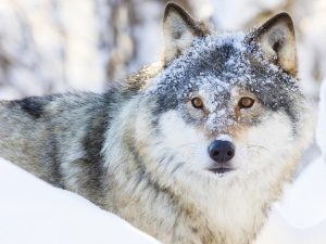 One wolf walking in the woods a cold winter day. Snow on the ground and on the trees.