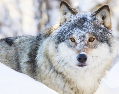 One wolf walking in the woods a cold winter day. Snow on the ground and on the trees.