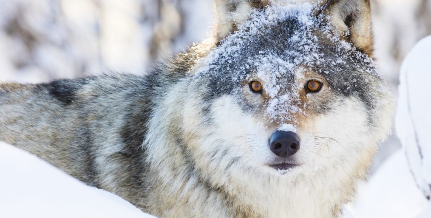 Wolf walking in beautiful winter forest