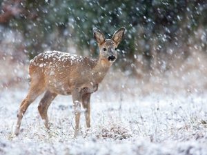 Roe deer, capreolus capreolus, looking on field during snowing in winter. Little wild female mammal standing on white meadow in snowstorm. Brown doe watching on glade in blizzard.