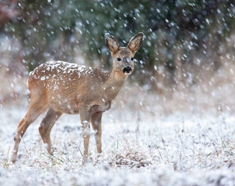 Roe deer, capreolus capreolus, looking on field during snowing in winter. Little wild female mammal standing on white meadow in snowstorm. Brown doe watching on glade in blizzard.