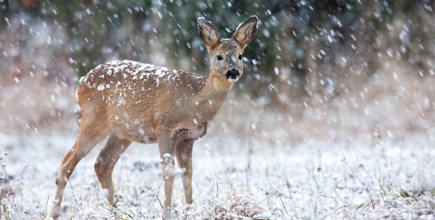 Roe deer looking on field during snowing in winter